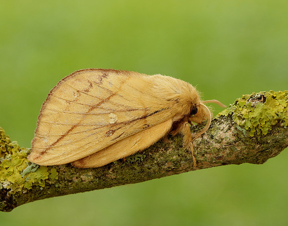 66.010 BF1640 Drinker Euthrix potatoria