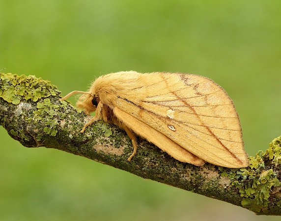 66.010 BF1640 Drinker Euthrix potatoria