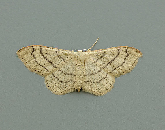 70.016 BF1713 Riband Wave Idaea aversata