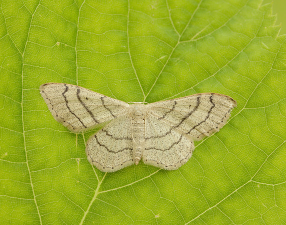 70.016 BF1713 Riband Wave Idaea aversata