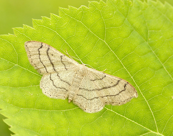 70.016 BF1713 Riband Wave Idaea aversata