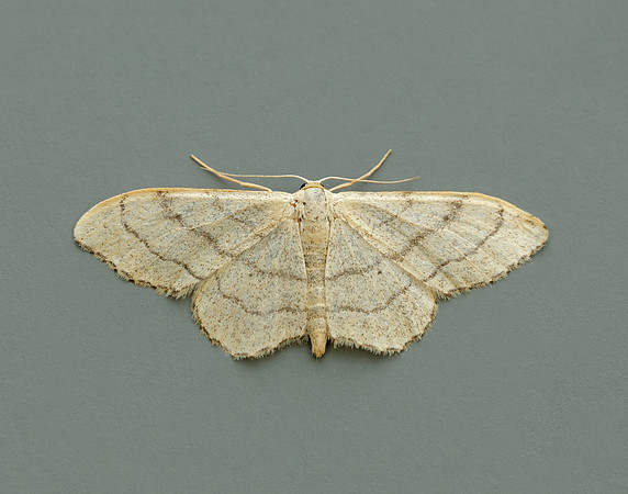 70.018 BF1715 Plain Wave Idaea straminata