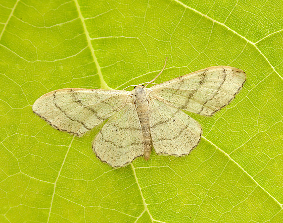 70.018 BF1715 Plain Wave Idaea straminata