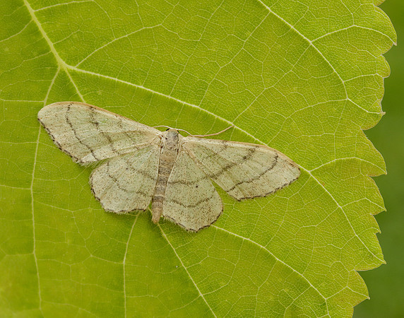 70.018 BF1715 Plain Wave Idaea straminata