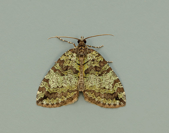 70.074 BF1777 July Highflyer Hydriomena furcata
