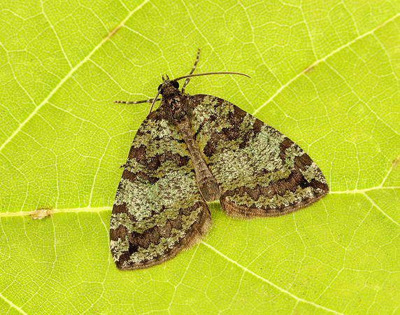 70.074 BF1777 July Highflyer Hydriomena furcata