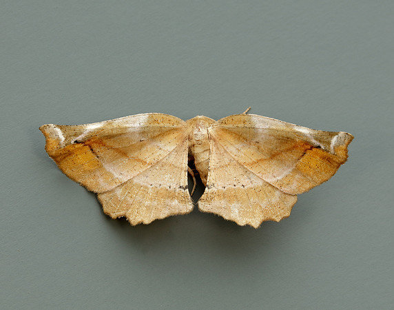 70.231 BF1910 Lilac Beauty Apeira syringaria