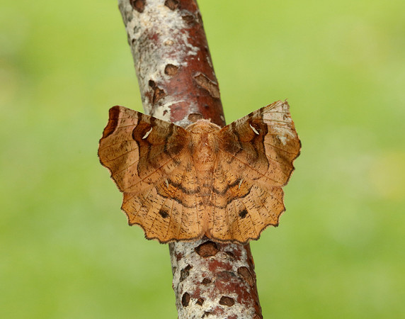 70.239 BF1919 Purple Thorn Selenia tetralunaria