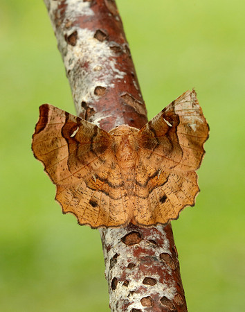 70.239 BF1919 Purple Thorn Selenia tetralunaria