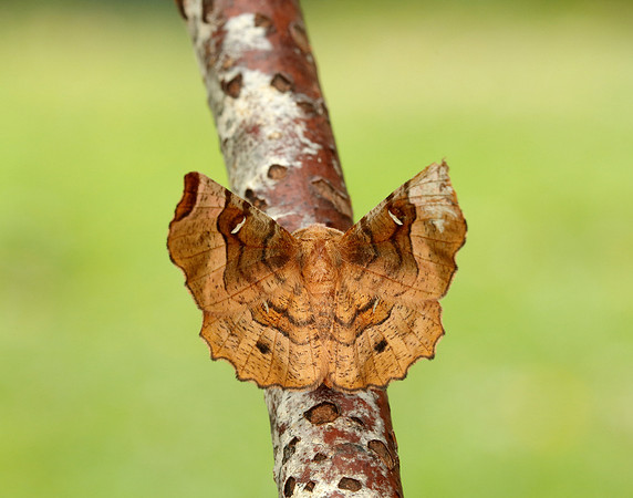 70.239 BF1919 Purple Thorn Selenia tetralunaria