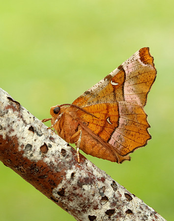 70.239 BF1919 Purple Thorn Selenia tetralunaria