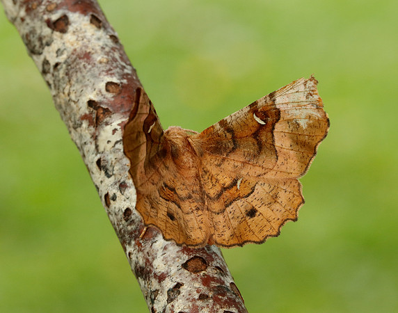 70.239 BF1919 Purple Thorn Selenia tetralunaria