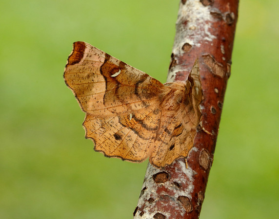 70.239 BF1919 Purple Thorn Selenia tetralunaria