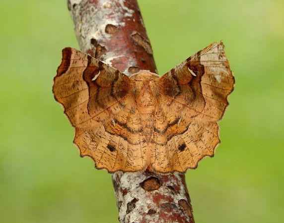 70.239 BF1919 Purple Thorn Selenia tetralunaria