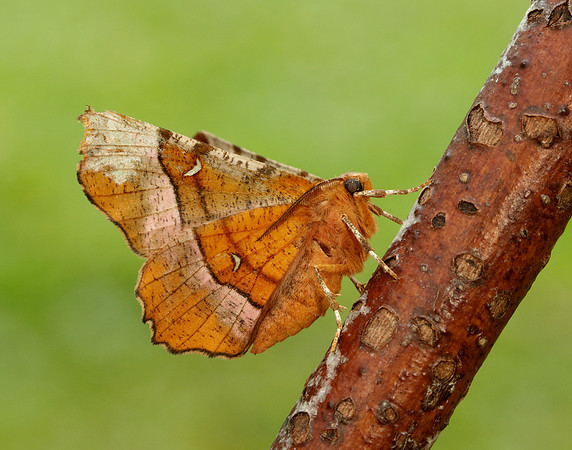 70.239 BF1919 Purple Thorn Selenia tetralunaria