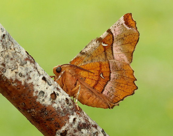 70.239 BF1919 Purple Thorn Selenia tetralunaria
