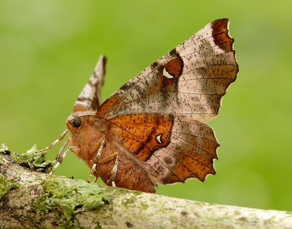 70.239 BF1919 Purple Thorn Selenia tetralunaria