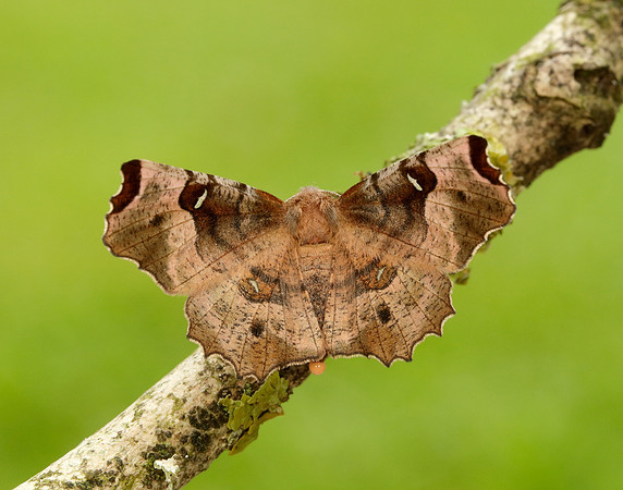 70.239 BF1919 Purple Thorn Selenia tetralunaria