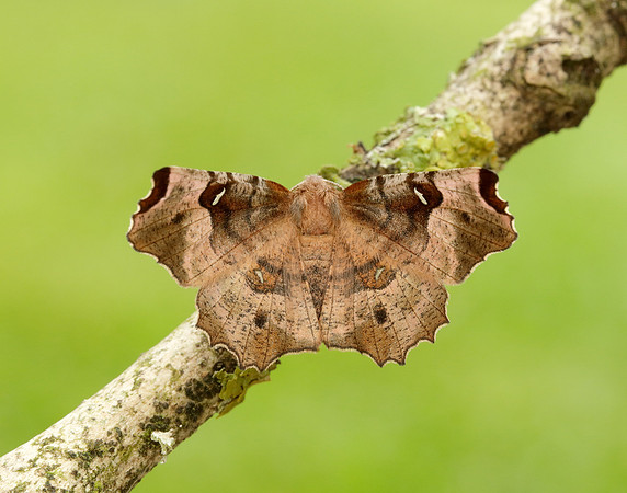 70.239 BF1919 Purple Thorn Selenia tetralunaria