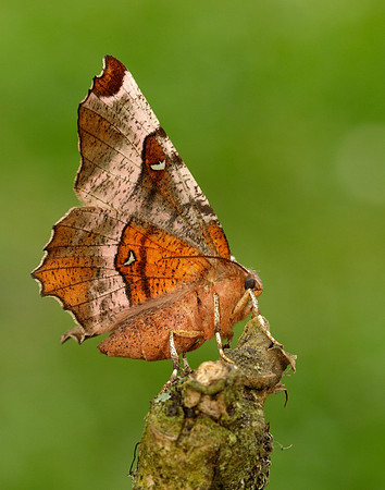 70.239 BF1919 Purple Thorn Selenia tetralunaria