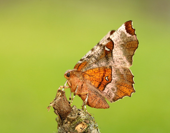 70.239 BF1919 Purple Thorn Selenia tetralunaria