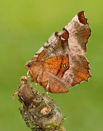 70.239 BF1919 Purple Thorn Selenia tetralunaria