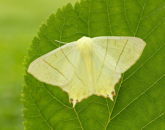 70.243 BF1922 Swallow-tailed Moth Ourapteryx sambucaria