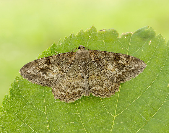 70.265 BF1941 Mottled Beauty Alcis repandata