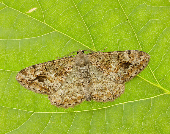 70.265 BF1941 Mottled Beauty Alcis repandata