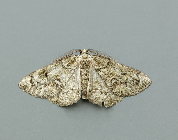 70.288 BF1945 Brussels Lace Cleorodes lichenaria