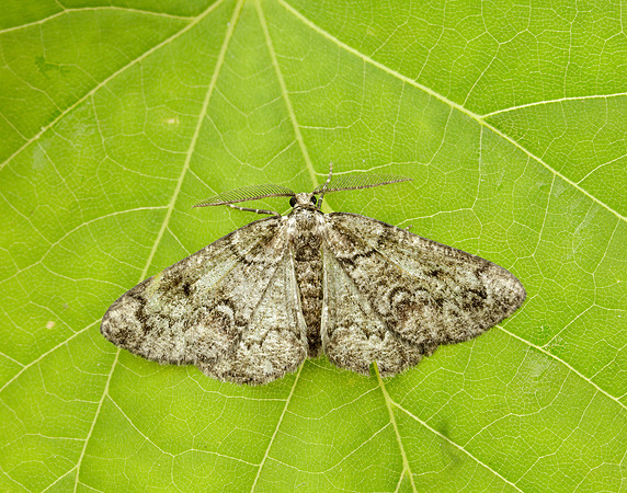70.288 BF1945 Brussels Lace Cleorodes lichenaria