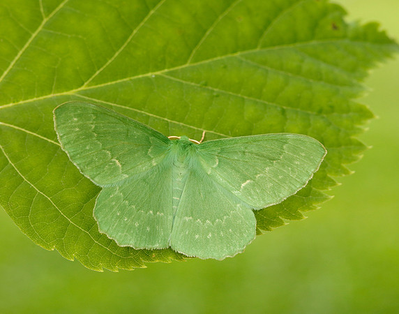 70.299 BF1666 Large Emerald Geometra papilionaria