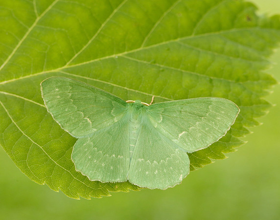 70.299 BF1666 Large Emerald Geometra papilionaria