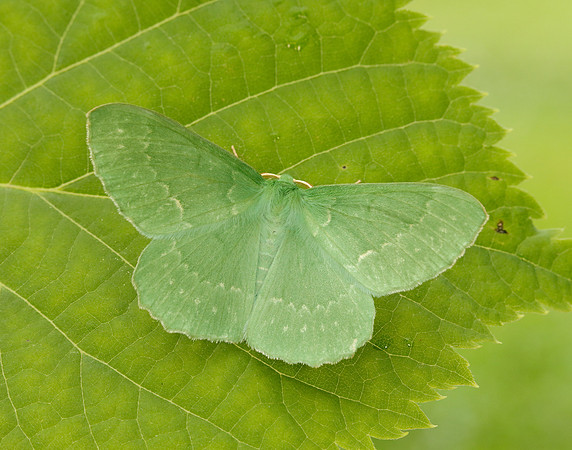 70.299 BF1666 Large Emerald Geometra papilionaria