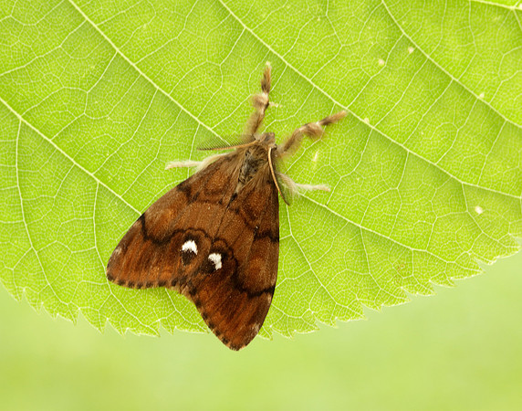 72.017 BF2026 Vapourer Orgyia antiqua