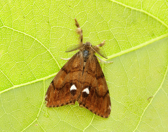 72.017 BF2026 Vapourer Orgyia antiqua