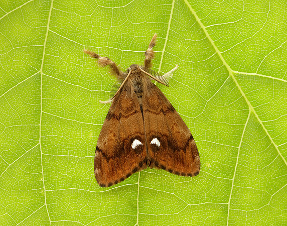 72.017 BF2026 Vapourer Orgyia antiqua