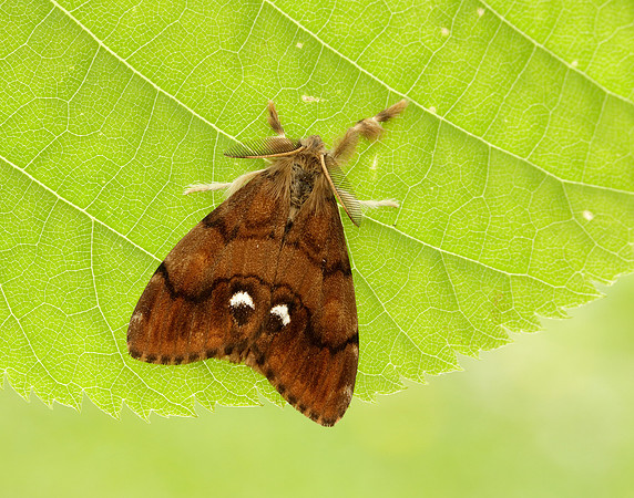 72.017 BF2026 Vapourer Orgyia antiqua