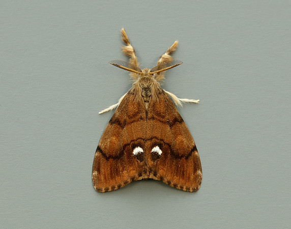 72.017 BF2026 Vapourer Orgyia antiqua