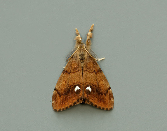 72.017 BF2026 Vapourer Orgyia antiqua