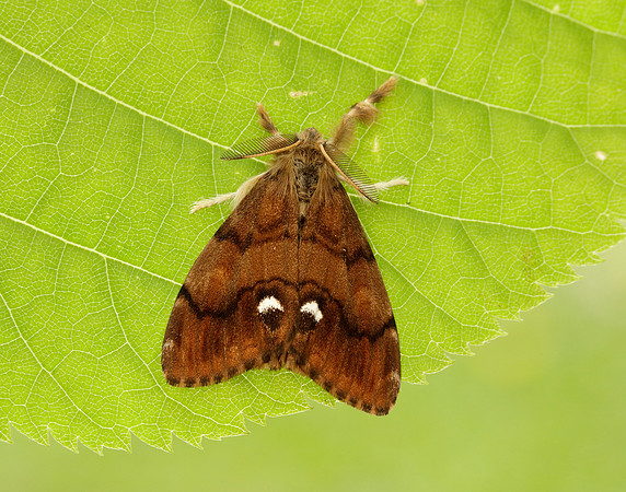 72.017 BF2026 Vapourer Orgyia antiqua