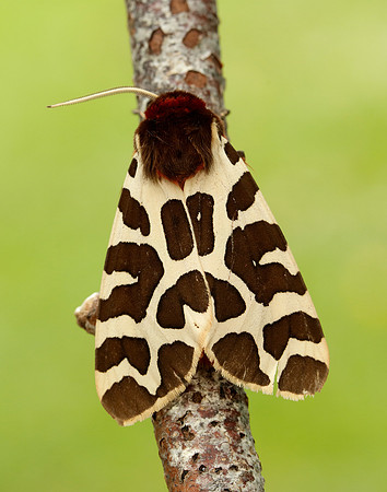 72.026 BF2057 Garden Tiger Arctia caja