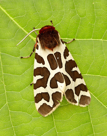 72.026 BF2057 Garden Tiger Arctia caja