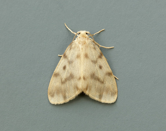 72.036 BF2038 Muslin Footman Nudaria mundana