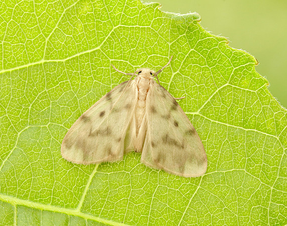 72.036 BF2038 Muslin Footman Nudaria mundana