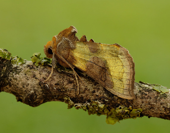 73.012 BF2434 Burnished Brass Diachrysia chrysitis