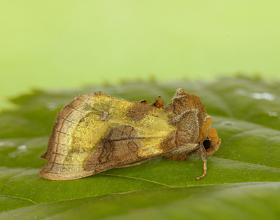 73.012 BF2434 Burnished Brass Diachrysia chrysitis