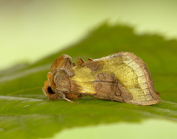 73.012 BF2434 Burnished Brass Diachrysia chrysitis