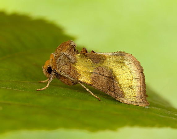 73.012 BF2434 Burnished Brass Diachrysia chrysitis