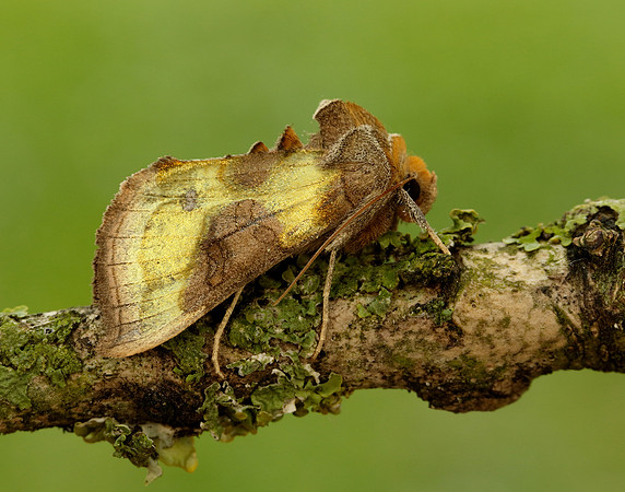 73.012 BF2434 Burnished Brass Diachrysia chrysitis